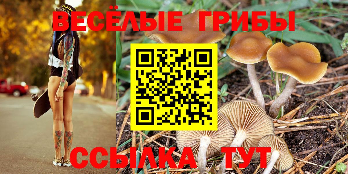 Галлюциногенные грибы прущие грибы  Вход с VPN  Семёнов  купить  цена  Галлюциногенные грибы Psilocybe 